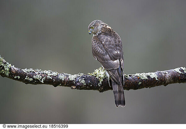Eurasian sparrowhawk (Accipiter nisus) perching on branch