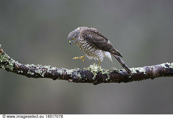 Eurasian sparrowhawk (Accipiter nisus) perching on branch