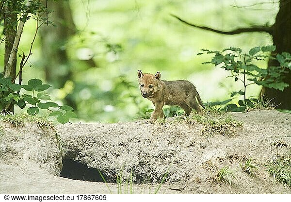 Eurasian wolf (Canis lupus lupus) youngster in a forest  Hessen  Germany  Europe