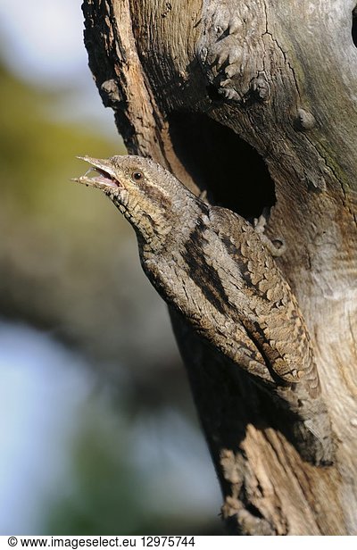 Eurasian Wryneck ( Jynx torquilla ) in front of its nesting hole  looks back over its shoulder for safety  open beak  Germany  wildlife..