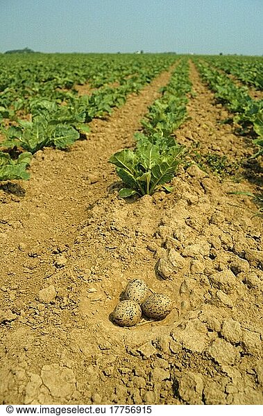 Eurasischer Austernfischer (Haematopus ostralegus) drei Eier im Nest  nistend im Zuckerrübenfeld  Wrangle  The Wash  Lincolnshire  England  Großbritannien  Europa