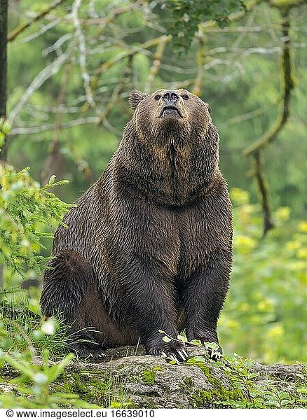Eurasischer Braunbär (Ursus arctos arctos) im Frühjahr  Nationalpark Bayerischer Wald. Europa  Mitteleuropa  Deutschland  Bayern.