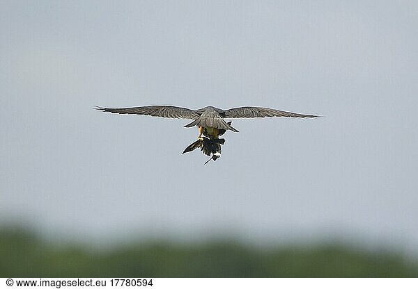 Eurasischer Hobby-Eurasier (Falco subbuteo) erwachsen  im Flug  ernährt sich von der Beute der Stubenschwalbe (Delichon urbica)  Suffolk  England  August