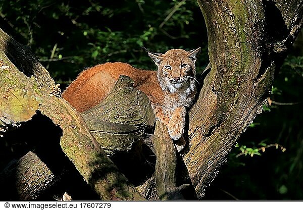 Eurasischer Luchs (Lynx lynx)  adult  auf Baum  wachsam  Deutschland  Europa
