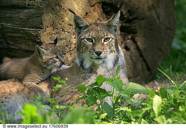Eurasischer Luchs (Lynx lynx)  adult  mit Jungtier  weiblich  Mutter  Sozialverhalten  Deutschland  Europa