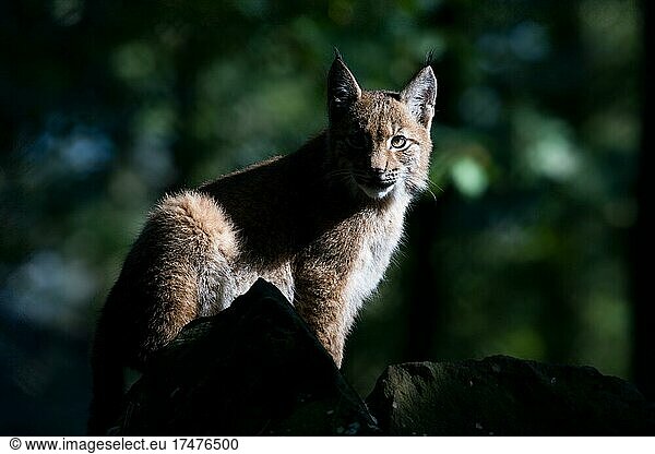 Eurasischer Luchs (Lynx lynx)  Jungtier  captive  Hessen  Deutschland  Europa