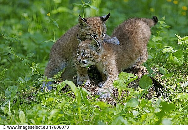 Eurasischer Luchs (Lynx lynx)  Jungtiere  zwei  Geschwister  Sozialverhalten  spielen  Deutschland  Europa