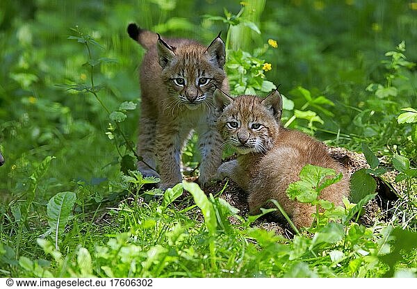 Eurasischer Luchs (Lynx lynx)  Jungtiere  zwei  Geschwister  Sozialverhalten  wachsam  Deutschland  Europa