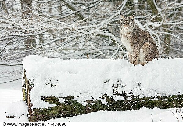Eurasischer Luchs (Lynx lynx)  sitzt auf schneebedecktem Totholz  captive  Tierpark Sababurg  Hofgeismar  Hessen  Deutschland  Europa