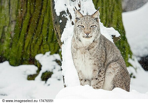 Eurasischer Luchs (Lynx lynx)  weiblich  sitzt auf schneebedecktem Boden  captive  Tierpark Sababurg  Hofgeismar  Hessen  Deutschland  Europa