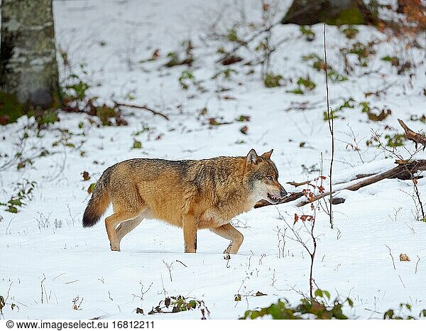 Eurasischer Wolf (Canis lupus) im Winter im Nationalpark Bayerischer Wald  Gehege. Europa  Deutschland  Bayern.