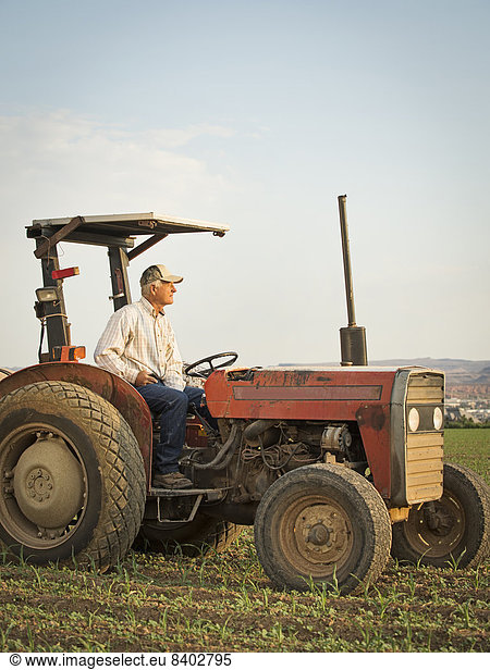 Europäer  fahren  Traktor  Nutzpflanze  Feld  Bauer