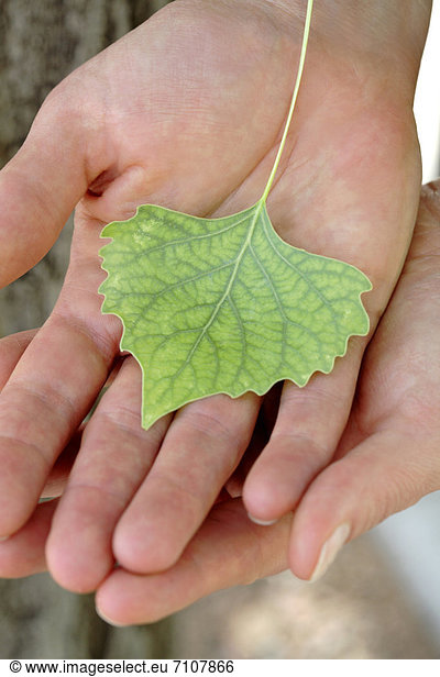 Europäer  Frau  klein  Pflanzenblatt  Pflanzenblätter  Blatt  grün  halten