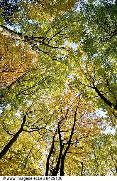 europäisch Baum Landschaft Herbst Buche Buchen