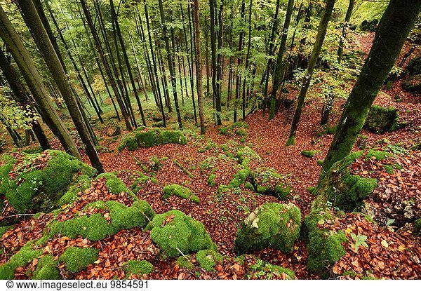 europäisch Landschaft Wald Herbst Buche Buchen