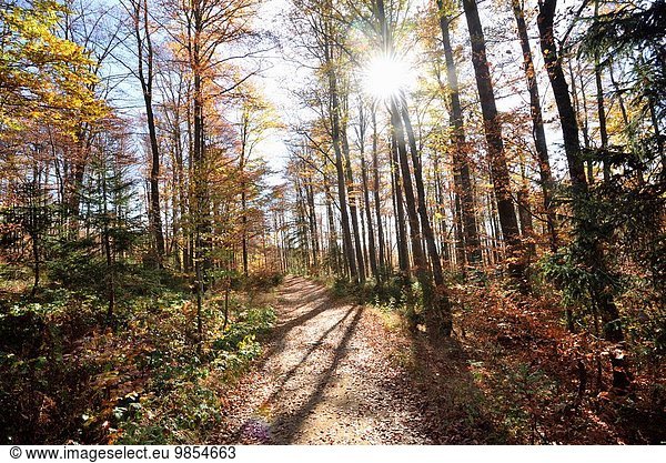 europäisch Landschaft Wald Herbst Buche Buchen bayerisch Deutschland