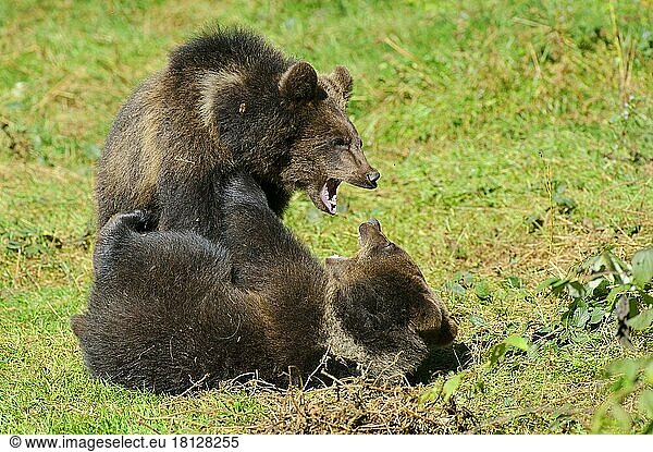 Europäische Braunbären (Ursus arctos)  Jungtiere  Europäischer Braunbär