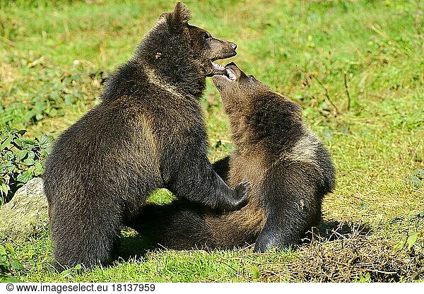 Europäische Braunbären (Ursus arctos)  Jungtiere  Europäischer Braunbär