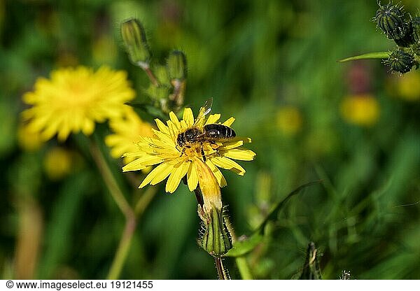 Europäische Honigbiene (Apis mellifera)  auf gelber (Halictus) Blüte  Makro  Blüte  Zingaro  Nationalpark  Naturschutzgebiet  Nordwesten  Sizilien  Italien  Europa
