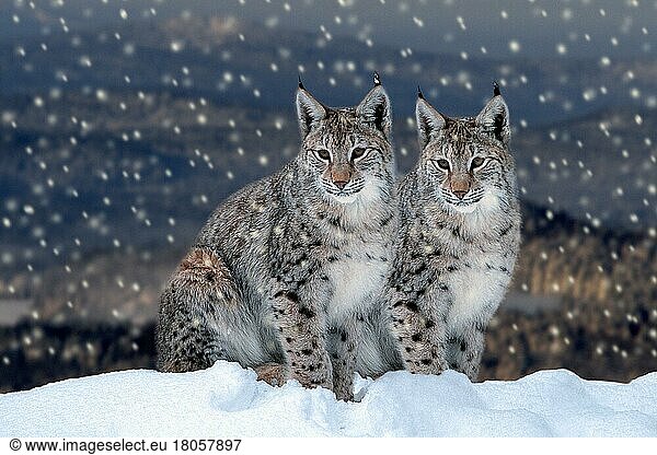 Europäische Luchse  Europäischer Luchs (Lynx lynx)