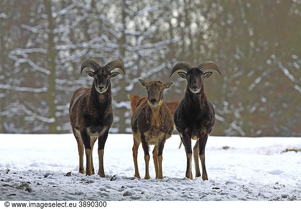Europäische Mufflons (Ovis orientalis musimon)
