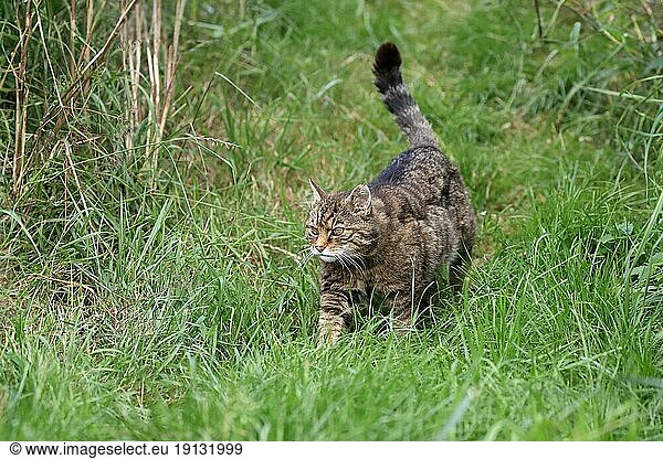 Europäische Wildkatze (Felis silvestris)  adult  in Wiese  pirschend  wachsam  Surrey  England  Großbritannien  Europa