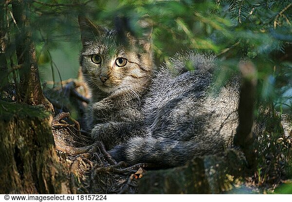 Europäische Wildkatze (Felis silvestris)  Europäische Wildkatze  versteckt