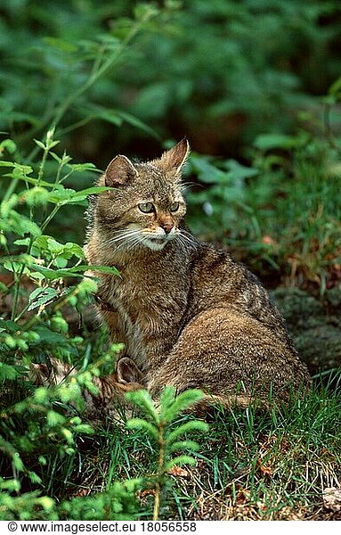 Europäische Wildkatze (Felis silvestris)  European Wildcat (europäische) (animals) (Säugetiere) (mammals) (Raubtiere) (beasts of prey) (Katzenartige) (Europa) (außen) (outdoor) (sitzen) (sitting) (adult) (vertical)