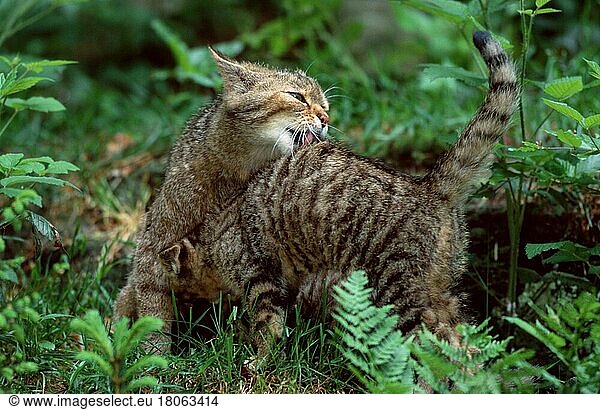 Europäische Wildkatze (Felis silvestris) putzt Jungtier  Europäische Wildkatze