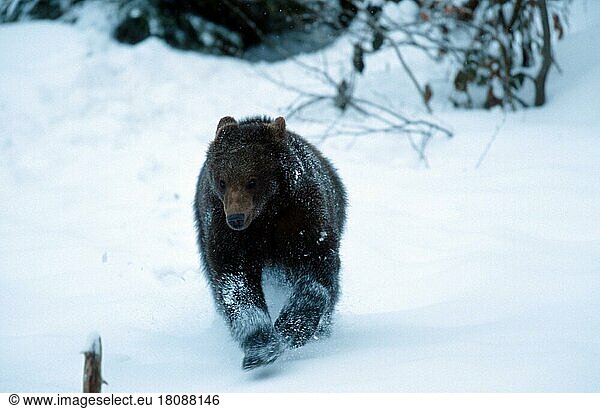 Europäischer Braunbär (Ursus arctos)  Jungtier  laufend