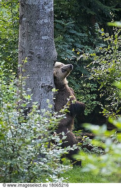 Europäischer Braunbär (Ursus arctos)  steht auf einem Baum und kratzt sich  captive