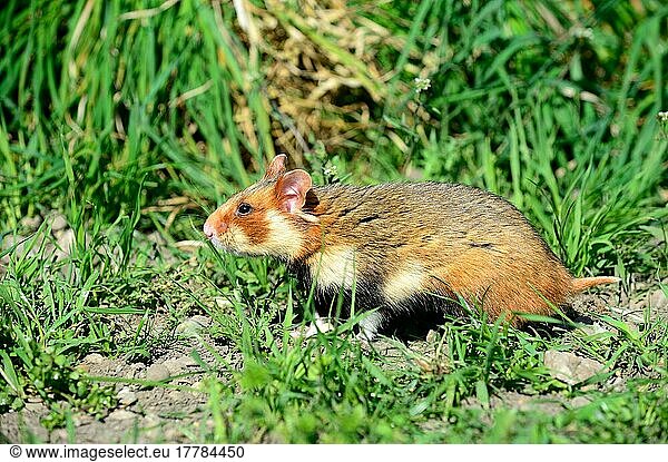 Europäischer Feldhamster (Cricetus cricetus)  Europäische Feldhamster  Europäischer Feldhamster  Europäische Feldhamster  Hamster  Nagetiere  Säugetiere  Tiere  Common hamster  foraging in a field  captive  Alsace  Frankreich  Europa