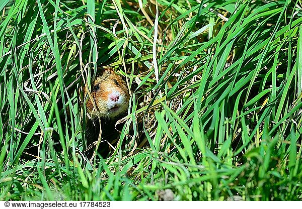 Europäischer Feldhamster (Cricetus cricetus)  Europäische Feldhamster  Europäischer Feldhamster  Europäische Feldhamster  Hamster  Nagetiere  Säugetiere  Tiere  Common hamster  foraging in a field  captive  Alsace  Frankreich  Europa