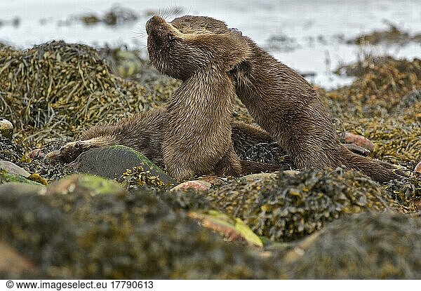 Europäischer Fischotter (Lutra lutra)  Europäische Fischotter  Marderartige  Raubtiere  Säugetiere  Tiere  European Otter young  play-fighting  on seaweed covered coastal rocks  Islay Sound  Islay