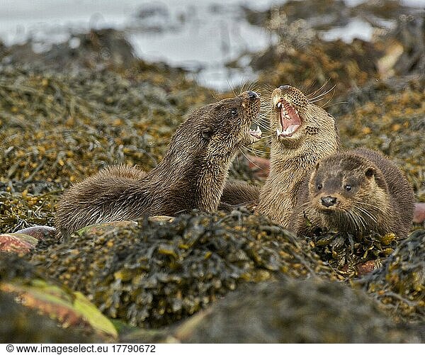 Europäischer Fischotter (Lutra lutra)  Europäische Fischotter  Marderartige  Raubtiere  Säugetiere  Tiere  European Otter young  play-fighting  on seaweed covered coastal rocks  Islay Sound  Islay