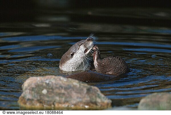 Europäischer Fischotter (Lutra lutra)  kratzt sich  European Otter  River Otter  scratching