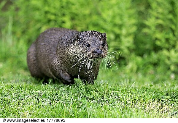 Europäischer Fischotter (Lutra lutra)  Surrey  England  Europa
