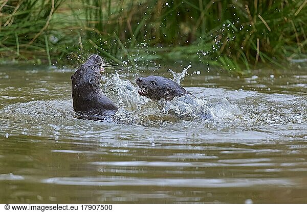 Europäischer Fischotter (Lutra lutra)  zwei Tiere spielen und kämpfen im Teich  captive