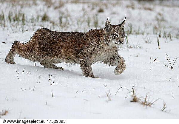 Europäischer Luchs (Lynx lynx) schleicht sich an auf einer verschneiten Wiese  Tschechien  Europa