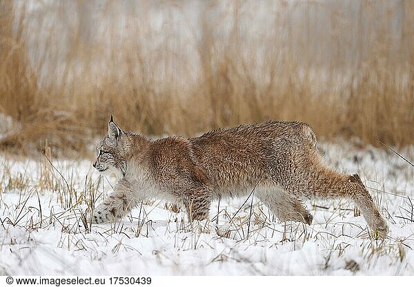 Europäischer Luchs (Lynx lynx) schleicht zwischen Gräsern im Winter  Tschechien  Europa