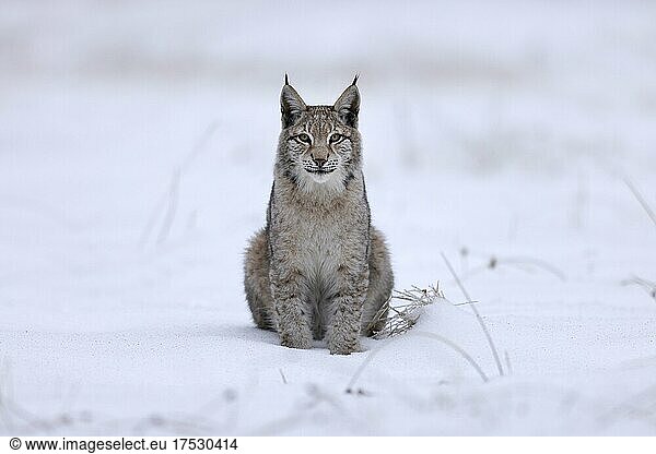 Europäischer Luchs (Lynx lynx) sitzt auf einer verschneiten Wiese  Tschechien  Europa