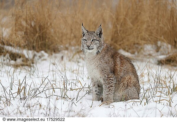 Europäischer Luchs (Lynx lynx) sitzt zwischen Gräsern im Winter  Tschechien  Europa