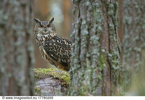 Europäischer Uhu (Bubo bubo)  Europäische Uhus  Eulen  Tiere  Vögel  Eurasian Eagle-owl adult looking through Scots Pine trees  conifer woodland  Scotland