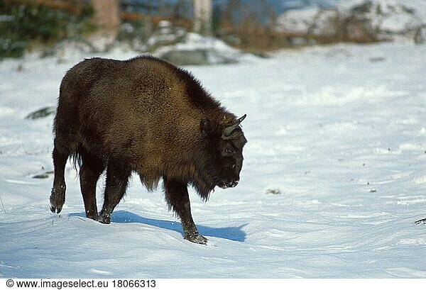 Europäischer Wisent (Bison bonasus) im Winter  Wisent im Winter (Europa) (Säugetiere) (mammal animals) (Huftiere) (Paarhufer) (cloven hoofed animals) (Rinder) (cattle) (außen) (outdoor) (adult) (Querformat) (horizontal) (Bewegung) (motion) (gehen) (walking) (Schnee) (snow)