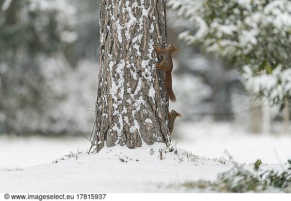 Europäisches Eichhörnchen (Sciurus vulgaris)  zwei Tiere auf Baum im Winter