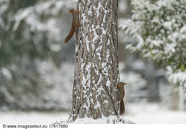 Europäisches Eichhörnchen (Sciurus vulgaris)  zwei Tiere auf Baum im Winter
