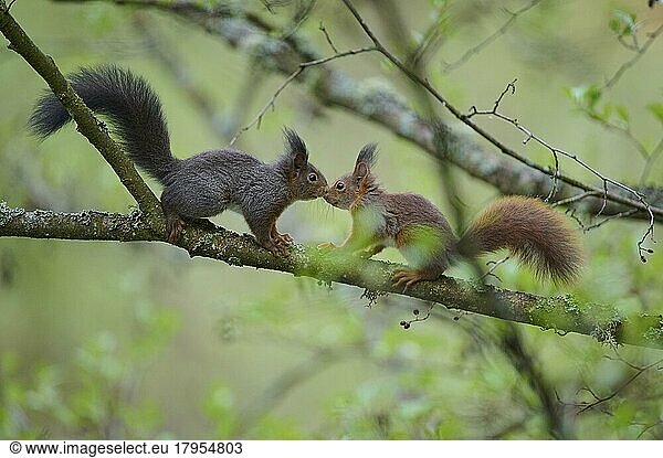 Europäisches Eichhörnchen (Sciurus vulgaris)  zwei Tiere im Baum im Sommer