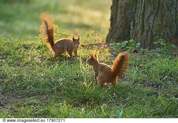 Europäisches Eichhörnchen (Sciurus vulgaris)  zwei Tiere im Park im Frühling