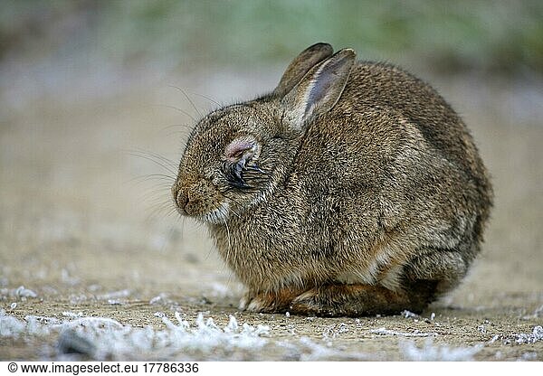 Europäisches Kaninchen (Oryctolagus cuniculus) adult  infiziert mit Myxomatose  Midlands  England  Dezember
