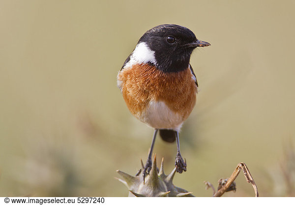 Europ‰isches Schwarzkehlchen (Saxicola rubicola)  Addo Elephant Park  S¸dafrika  Afrika